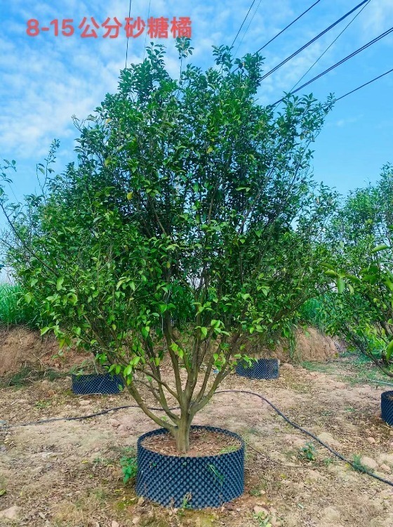 漳州砂糖橘苗木出售